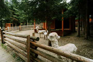 Obraz premium White alpacas standing inside a wooden enclosure during the daylight