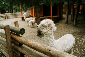 Obraz premium White alpacas standing inside a wooden enclosure at a farm during a