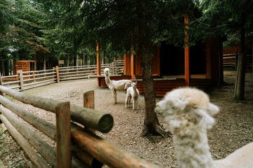 Obraz premium White alpacas standing in a wooden enclosure near green pine trees