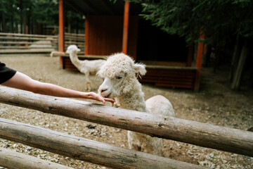 Fototapeta premium Person feeding a white alpaca from their hand behind a wooden fence