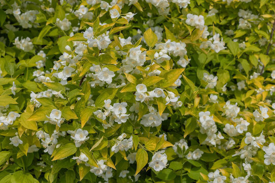 Abundant mock orange blooms with delicate white petals and golden-green foliage creating a fresh, fragrant spring scene.