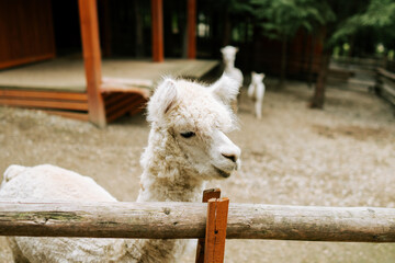 Fototapeta premium White alpaca standing behind a wooden fence at a farm during the day