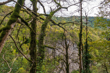 Fototapeta premium The relict Colchis forest in the Yew-Boxwood Grove in Sochi. The forest area in Khosta Yew-Boxwood Grove in autumn.