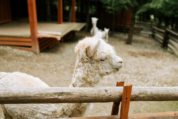 Fototapeta premium White alpaca standing near a wooden fence at a farm during the day
