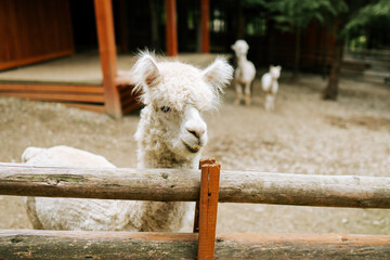 Obraz premium Fluffy white alpaca standing behind a wooden fence at a farm during
