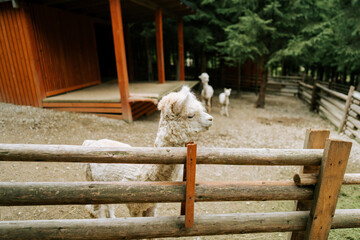 Fototapeta premium White alpaca standing behind a wooden fence at a farm during the day