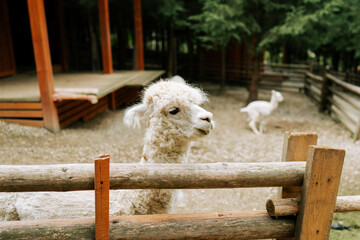 Fototapeta premium Fluffy white alpaca looking over a wooden fence at a farm during the