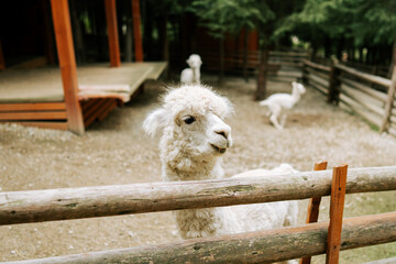 Obraz premium White alpaca standing behind a wooden fence at a farm during the day