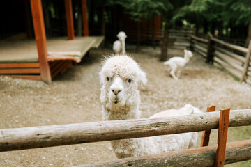 Fototapeta premium White alpaca looking at the camera behind a wooden fence at a farm