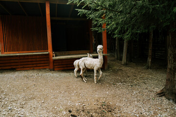 Obraz premium White alpacas stand on gravel by a rustic shed and trees