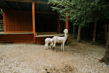 Fototapeta premium White alpacas stand on the gravel ground near a wooden structure