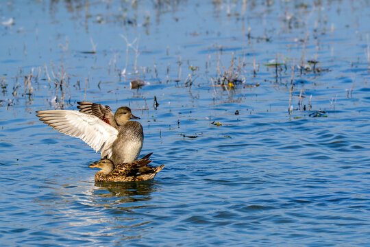 Gadwall, Mareca strepera
