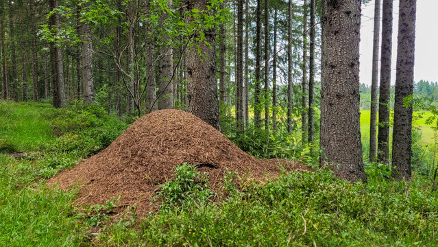 Big anthill made of pine needles in a coniferous spruce forest.