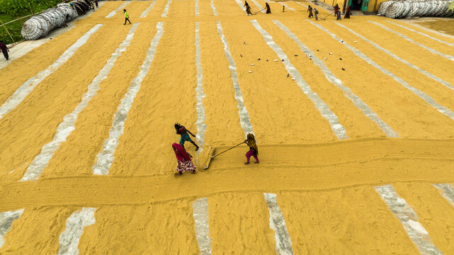 Ashuganj, Bangladesh - 05 July 2022: Aerial view of workers spreading harvested rice to dry on a large concrete surface with long yellow strips and people working with rakes.