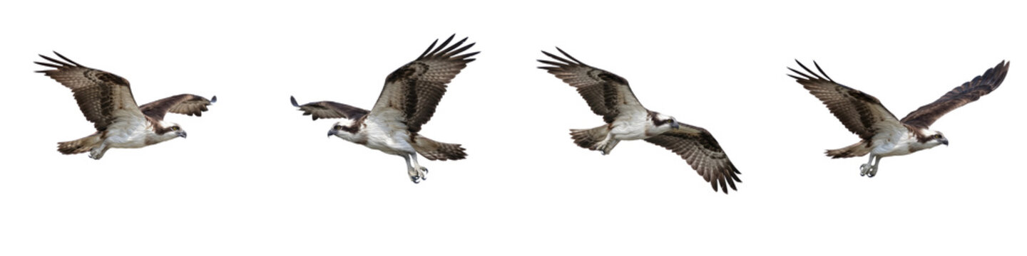 Stunning Osprey Soaring and Gliding Animation Sequence Set on White Background - High-Resolution Wildlife Graphics and Vector Asset Design for Creative Projects   