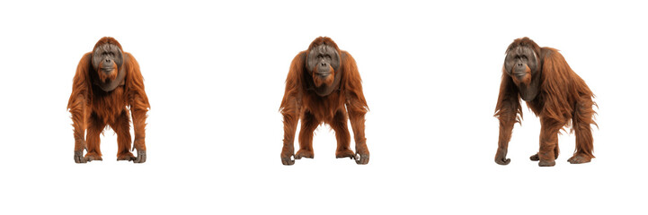 Orangutans PNG Collection, Wild Great Apes and Rainforest Animals Graphics, Endangered Jungle Wildlife Clipart, Isolated Transparent Background Stock Images © Wazir