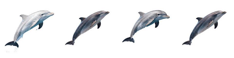 Obraz premium Stunning Dolphin Leaping and Swimming Animation Sequence Set on White Background - High-Resolution Wildlife Graphics and Vector Asset Design for Creative Projects