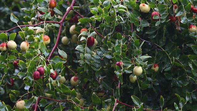 A natural, close-up shot of fresh jujube fruits and green leaves ripening on tree branches after the rain.