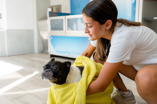 Woman dry French bulldog with yellow towel at grooming station