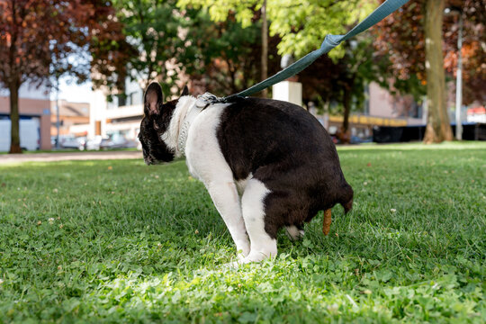 French bulldog defecating on grass during a park walk