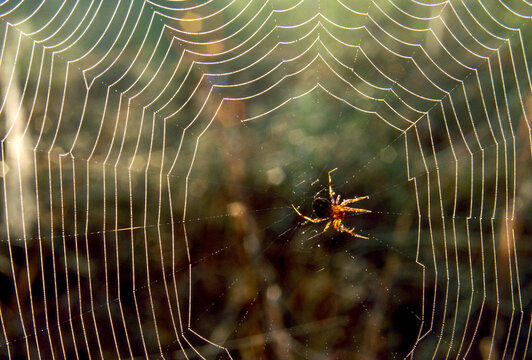 Spider constructing orb web with dew in South Carolina