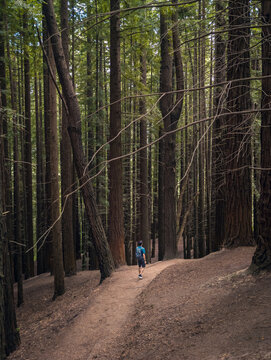 Hiker walking among giant sequoia trees in Cantabria forest