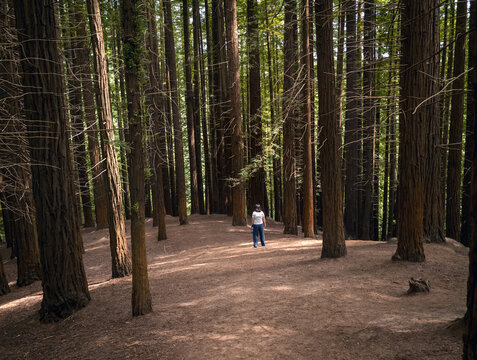 Visitor among towering sequoia trees in cantabrian forest