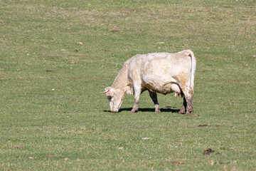A solitary cow grazes peacefully on a lush green pasture under the bright sun © Levente Varga