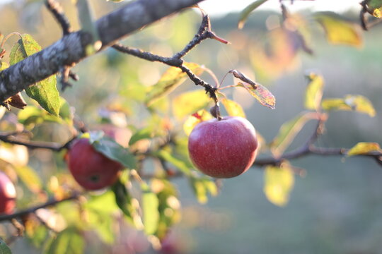 fresh red apple hanging from tree branch in an orchard with green nature background. Ripe red apples hang heavily on the branches of an apple tree during the autumn harvest season.