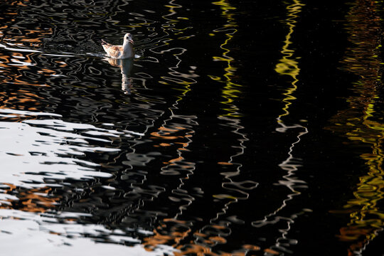 Gull on dark water with abstract city light reflections