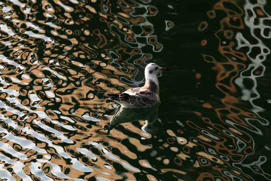 Seagull floating on abstract reflective harbor water