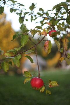 fresh red apple hanging from tree branch in an orchard with green nature background. Ripe red apples hang heavily on the branches of an apple tree during the autumn harvest season.