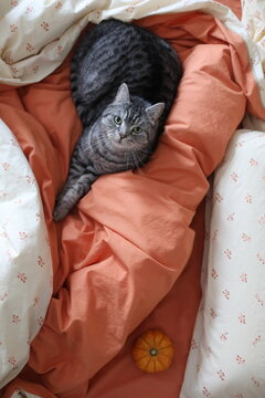 Cute Scottish straight cat, orange pumpkin in warm cozy bed, cozy autumn home interior. Autumn home decor. Cozy fall mood. Thanksgiving. Halloween.