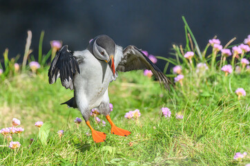 Atlantic Puffin on the Seacoast © John