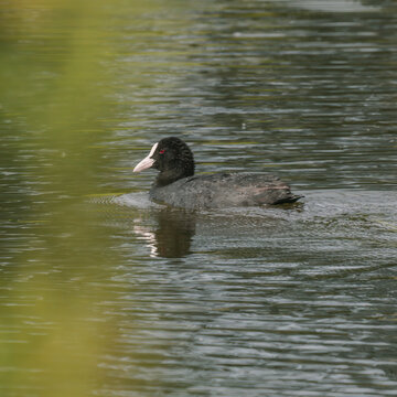 the coot