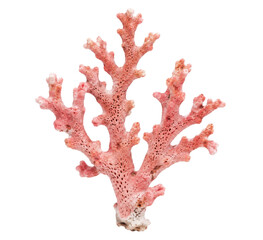 Fototapeta premium Beautiful pink coral branch, intricately textured and porous, stands upright against a clean white background, showcasing its unique natural form