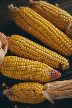Golden corn cobs with husks on dark background