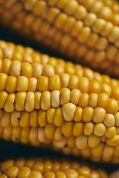 Close-up of ripe corn kernels on golden maize cobs