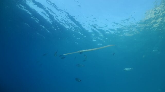 cornet fish  cornetfish fistularia underwater ocean scenery Fistularia commersonii