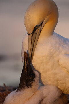 Northern Gannet feeding chick in intimate wildlife portrait