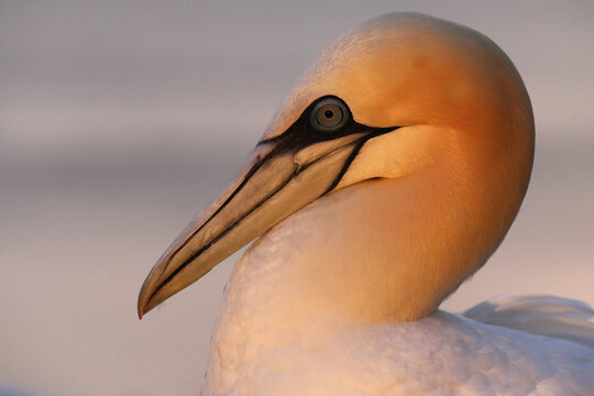 Northern Gannet portrait in warm sunset light