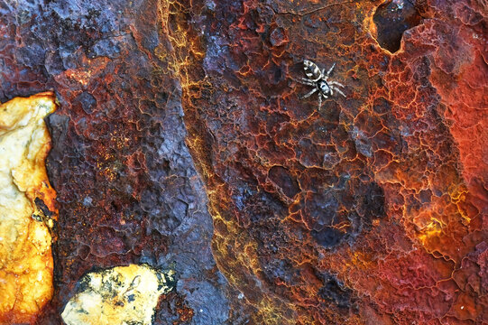 Spider on colorful oxide rock texture at Helgoland dune island