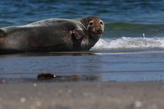 Gray seal resting on wet shoreline beside ocean wave