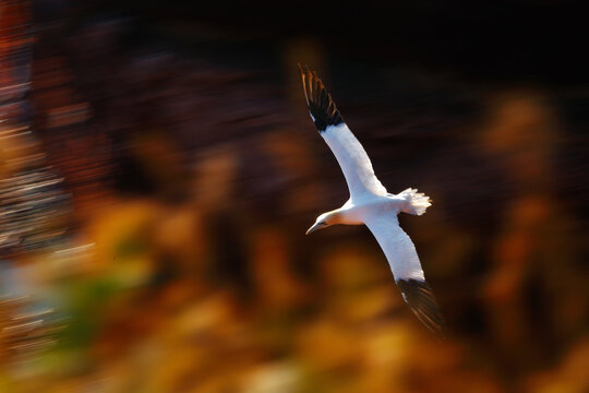 Northern gannet in flight over a blurred coastal backdrop