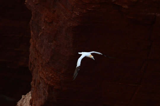 Northern gannet in flight beside a dark coastal cliff