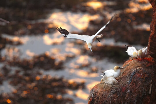 Northern gannet landing beside nest on coastal cliff