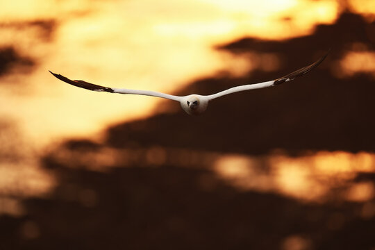Northern gannet glide over dramatic golden sunset sky