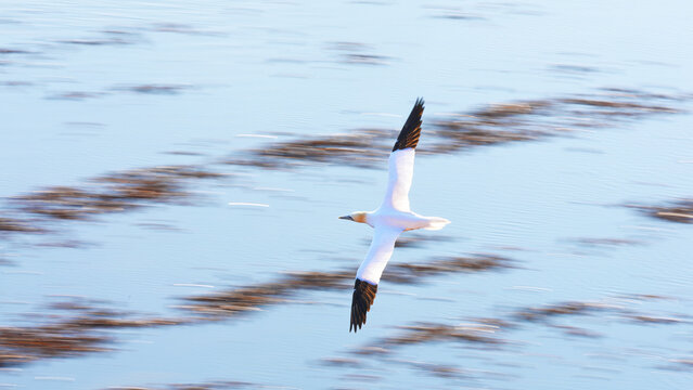 Northern gannet in flight above coastal water