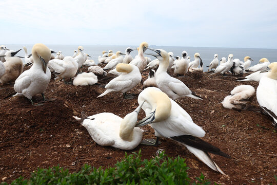 Northern gannet colony on a coastal nesting ground