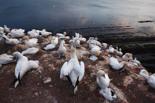 Northern gannet colony on coastal cliff above calm sea